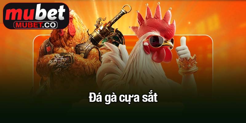 Đá gà cựa sắt