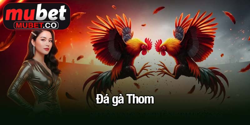Đá gà Thom